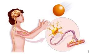 Fisioterapia Motora Neuromuscular